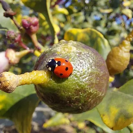 아파트 Domino 12 칼리아리